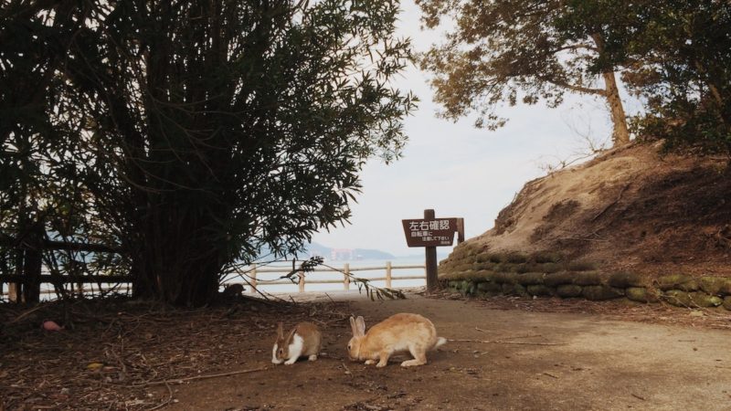 Two rabbits eating on a sandy path and surrounding trees on Okunoshima