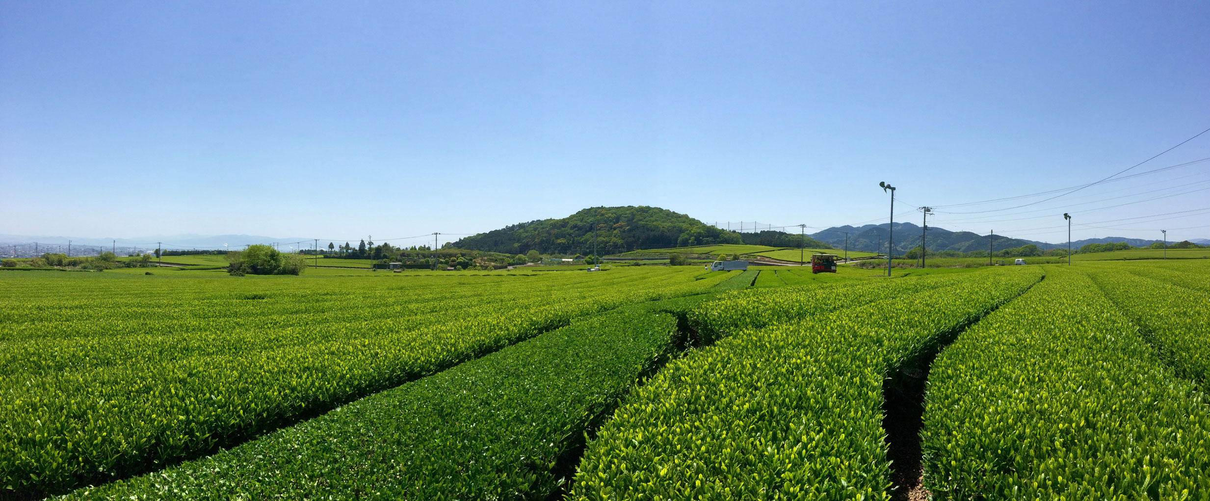 tea farm