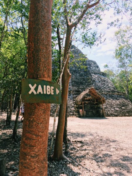 trees and mayan archeological ruins of Coba