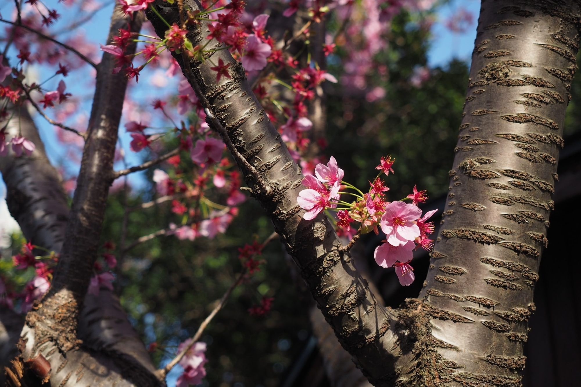 cherry tree trunk horizontal markings