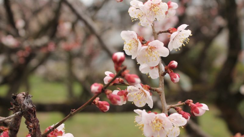 plum tree buds
