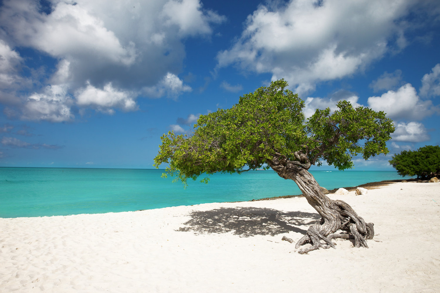 Eagle Beach Aruba: aquamarine ocean in the background, and iconic fofoti tree in foreground on the beach with white sand