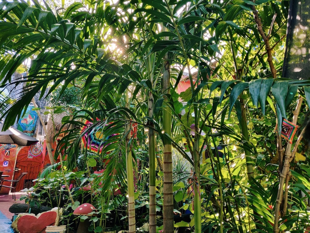 bamboo garden and greenery at El Hongo in Playa del Carmen