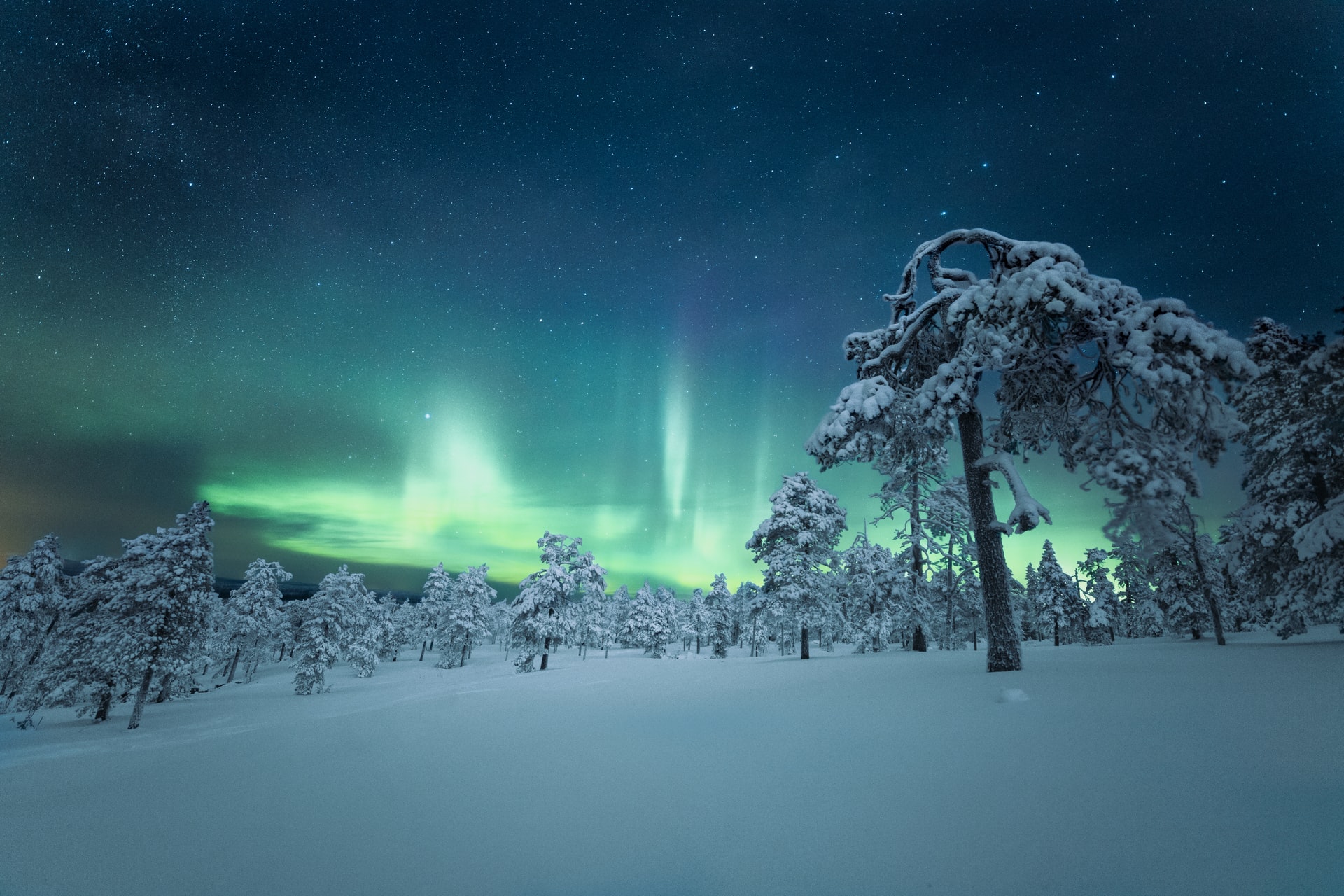 winter night scene in lapland finland: snow, snow-covered trees, northern lights