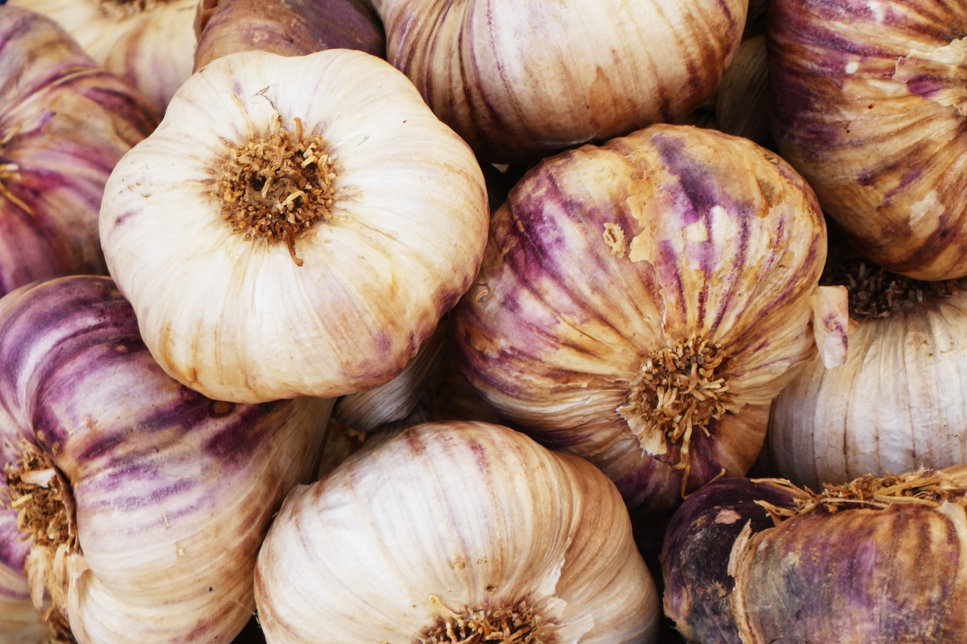 bulbs of garlic
