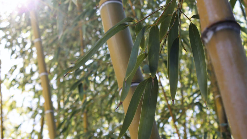 bamboo stalks and leaves