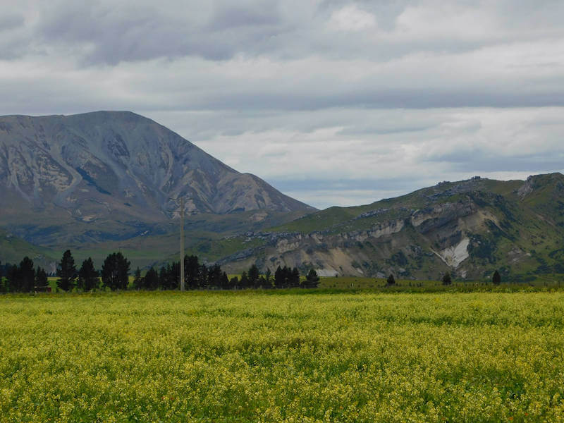 green fields, tall dark trees in midground, and mountains in the background