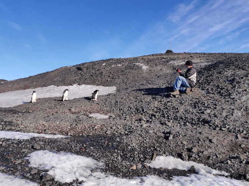 penguins