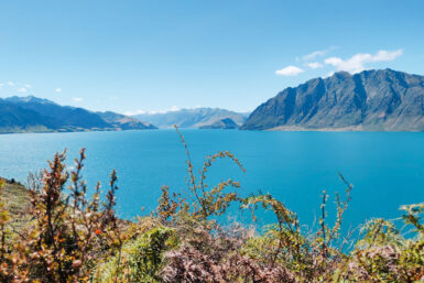 A blue lake in New Zealand with mountains in the background and plants in soft focus in the foreground