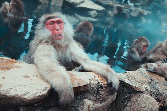 Snow monkeys relax in an onsen at Jigokudani Monkey Park in Nagano, Japan