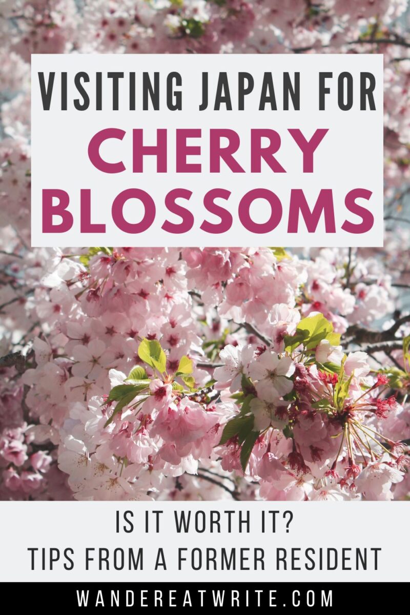 Is It Worth Going to Japan in Cherry Blossom Season? Tips from a Local ...