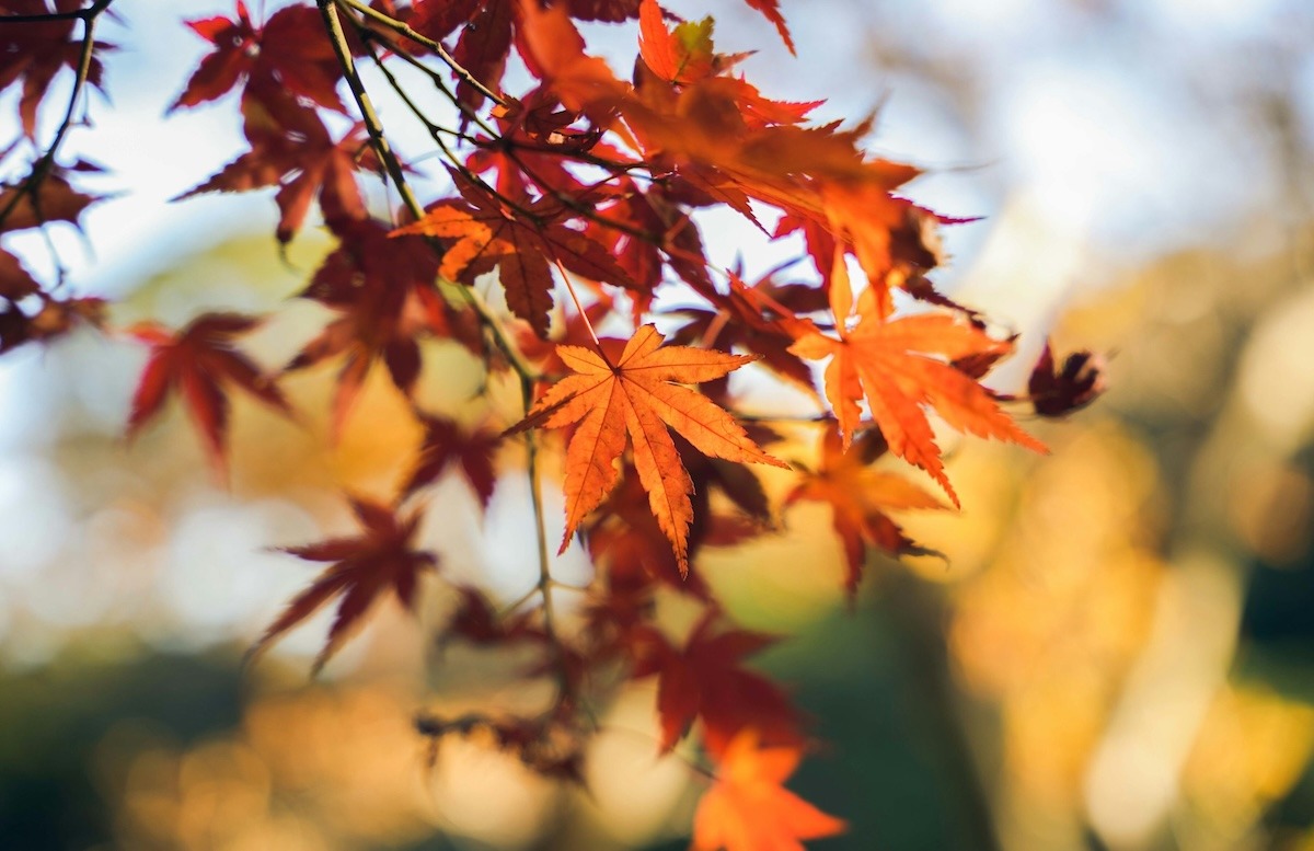 Golden Japanese maple leaves